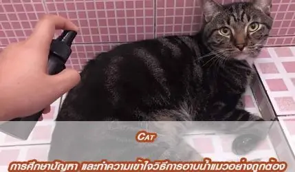 Cat การศึกษาปัญหา และทำความเข้าใจวิธีการอาบน้ำแมวอย่างถูกต้อง